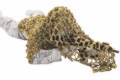 CRYE PRECISION Compact Assault Ghillie™, Álcaruha